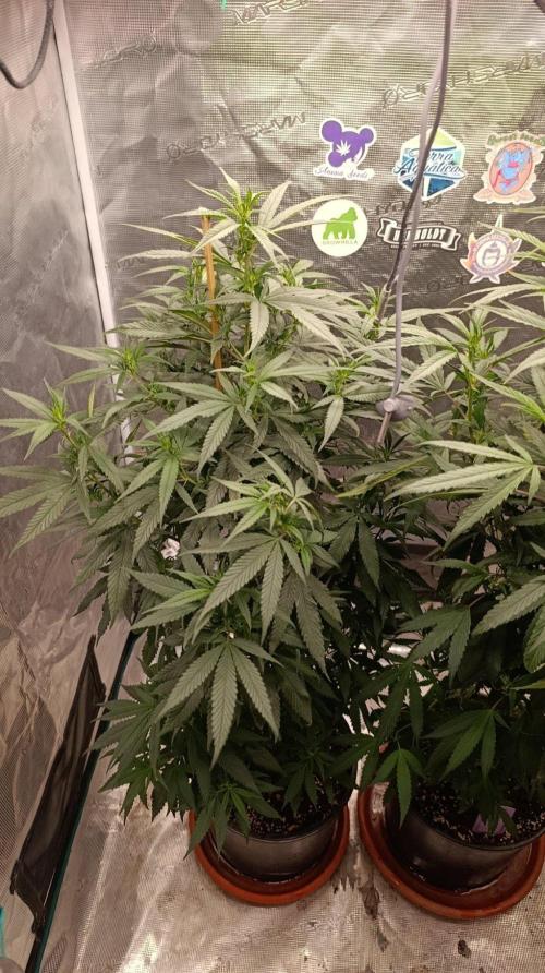 Delimed CBD plus/Sweet CBD  Frambolesco. Week 7