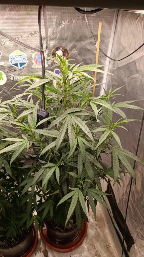 Delimed CBD plus/Sweet CBD  Frambolesco. Week 7