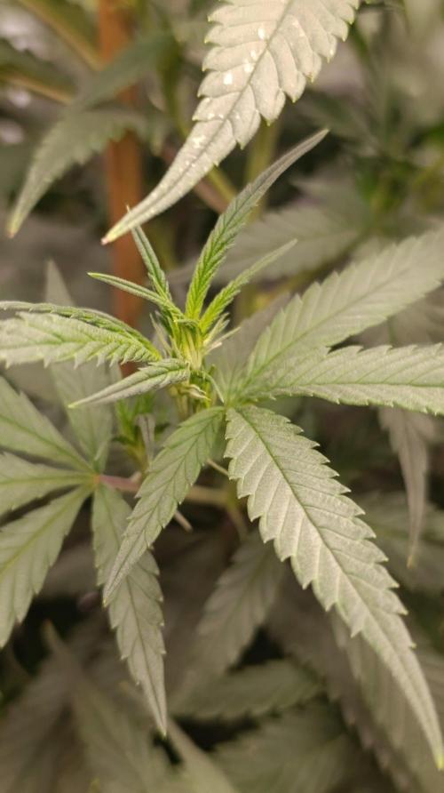 Delimed CBD plus/Sweet CBD  Frambolesco. Week 7