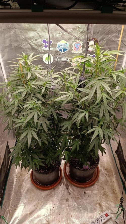Delimed CBD plus/Sweet CBD  Frambolesco. Week 7