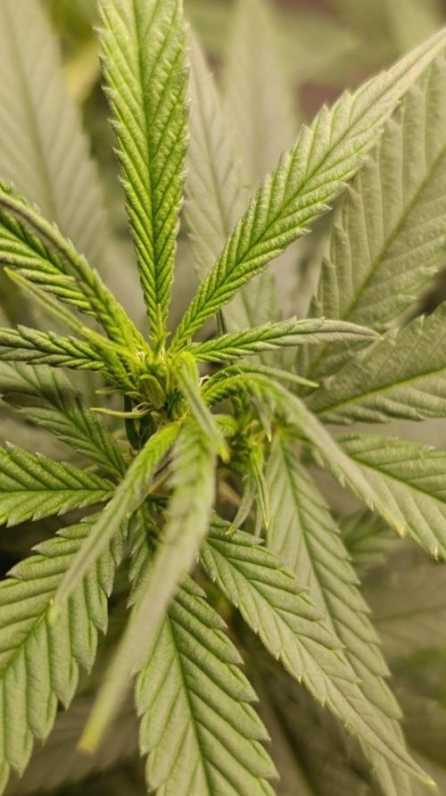 Delimed CBD plus/Sweet CBD  Frambolesco. Week 7