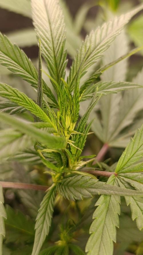 Delimed CBD plus/Sweet CBD  Frambolesco. Week 7