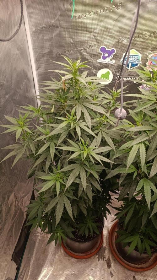 Delimed CBD plus/Sweet CBD  Frambolesco. Week 7