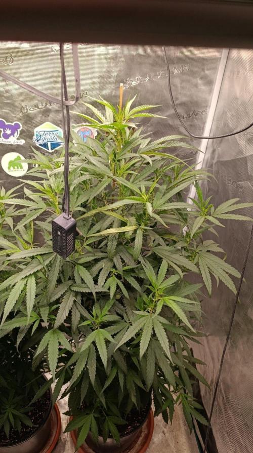 Delimed CBD plus/Sweet CBD  Frambolesco. Week 7