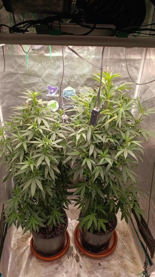 Delimed CBD plus/Sweet CBD  Frambolesco. Week 7