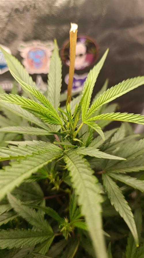 Delimed CBD plus/Sweet CBD  Frambolesco. Week 7