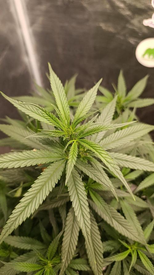 Delimed CBD plus/Sweet CBD  Frambolesco. Week 7