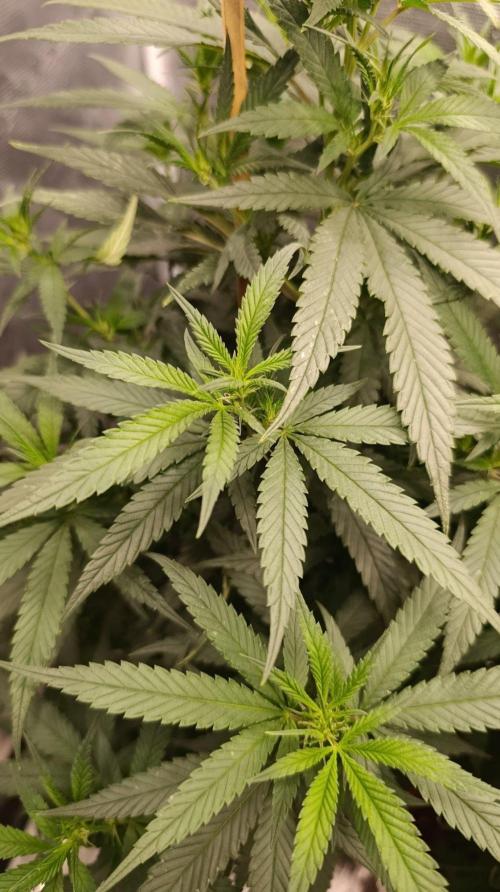 Delimed CBD plus/Sweet CBD  Frambolesco. Week 7