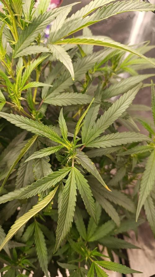 Delimed CBD plus/Sweet CBD  Frambolesco. Week 7