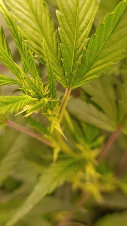 Delimed CBD plus/Sweet CBD  Frambolesco. Week 7