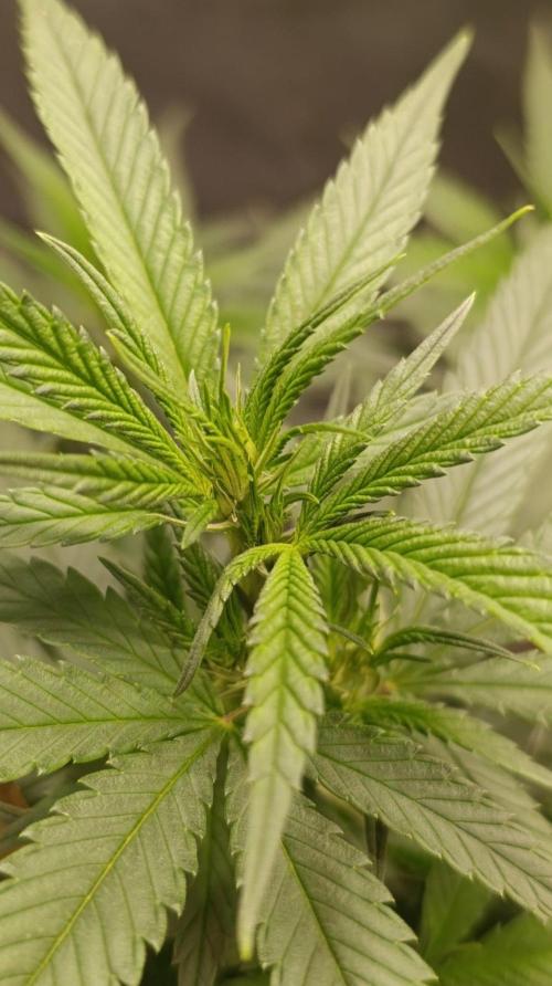 Delimed CBD plus/Sweet CBD  Frambolesco. Week 7