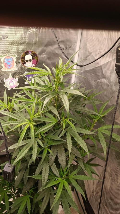 Delimed CBD plus/Sweet CBD  Frambolesco. Week 7