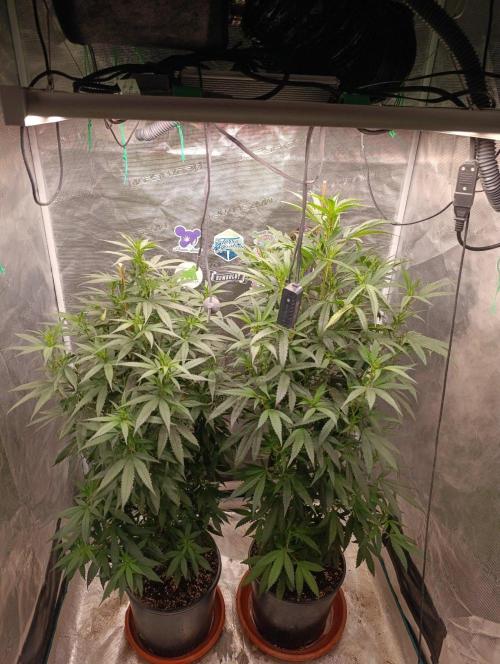 Delimed CBD plus/Sweet CBD  Frambolesco. Week 7