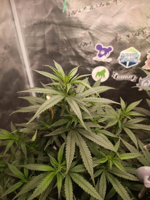 Delimed CBD plus/Sweet CBD  Frambolesco. Week 7