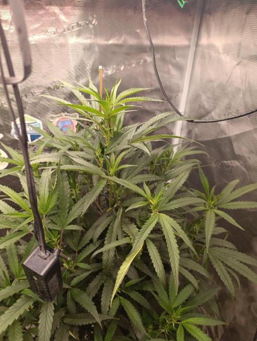 Delimed CBD plus/Sweet CBD  Frambolesco. Week 7