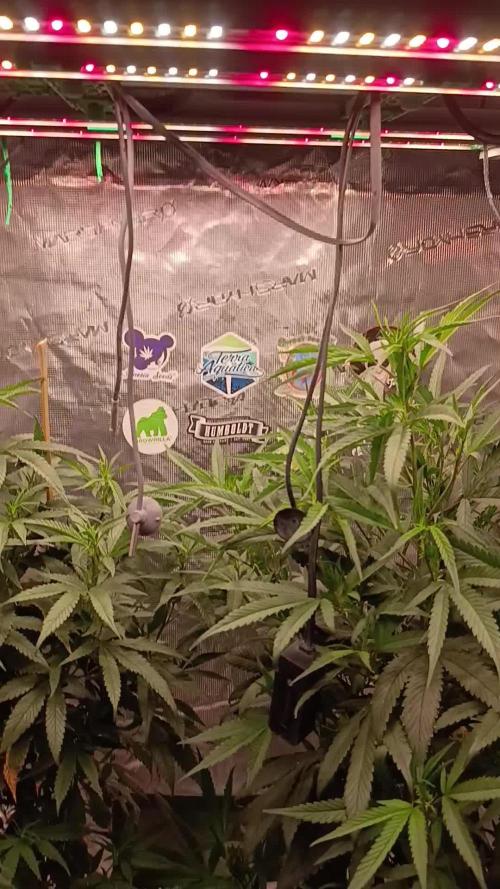 Delimed CBD plus/Sweet CBD  Frambolesco