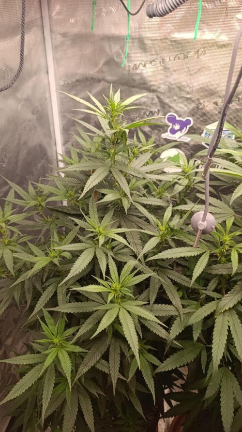 Delimed CBD plus/Sweet CBD  Frambolesco. Week 8