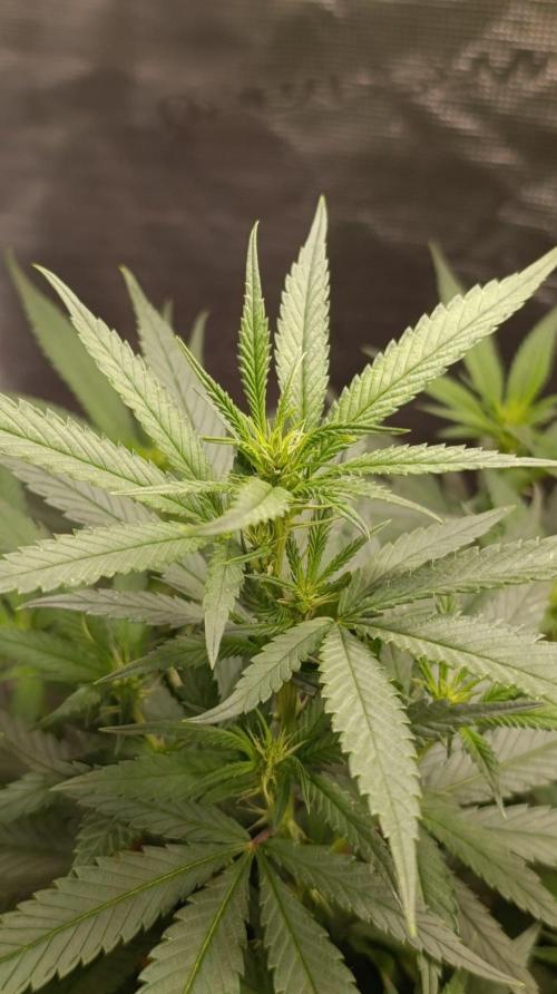Delimed CBD plus/Sweet CBD  Frambolesco. Week 8