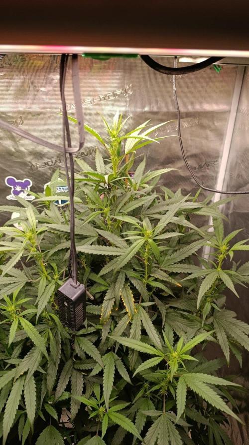 Delimed CBD plus/Sweet CBD  Frambolesco. Week 8