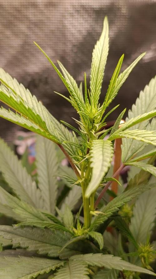 Delimed CBD plus/Sweet CBD  Frambolesco. Week 8
