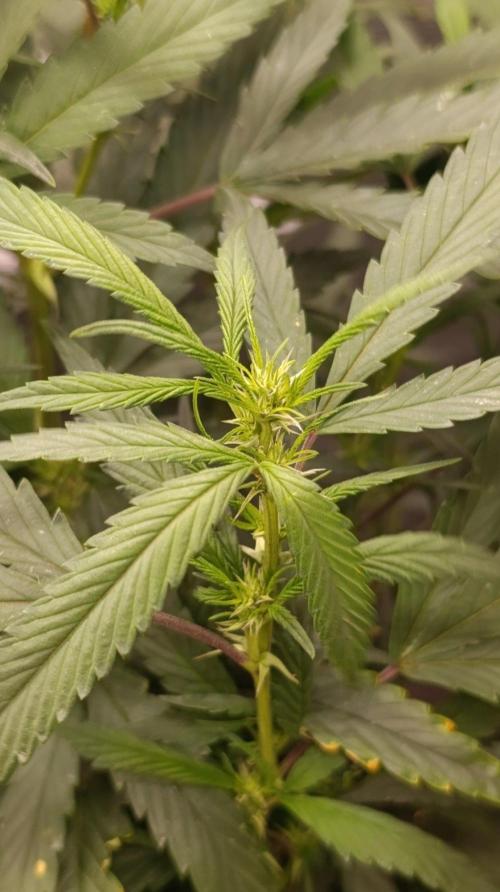 Delimed CBD plus/Sweet CBD  Frambolesco. Week 8
