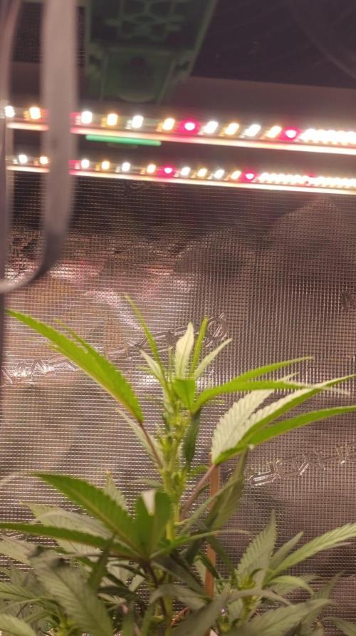 Delimed CBD plus/Sweet CBD  Frambolesco. Week 8