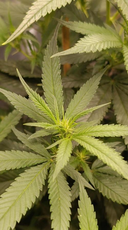 Delimed CBD plus/Sweet CBD  Frambolesco. Week 8