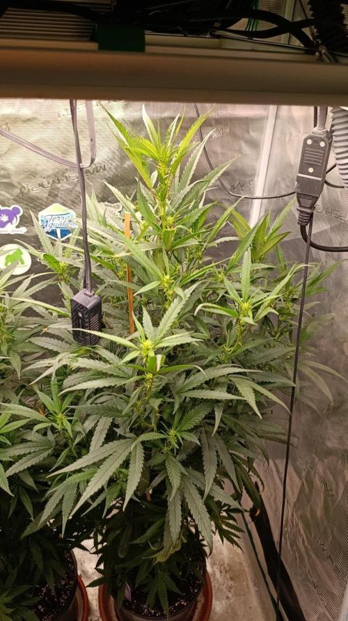 Delimed CBD plus/Sweet CBD  Frambolesco. Week 8