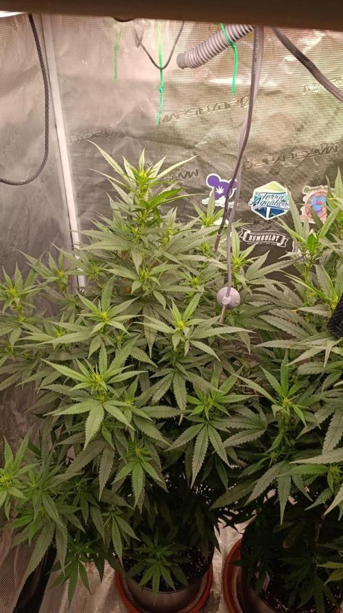 Delimed CBD plus/Sweet CBD  Frambolesco. Week 8