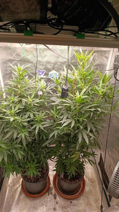 Delimed CBD plus/Sweet CBD  Frambolesco. Week 8
