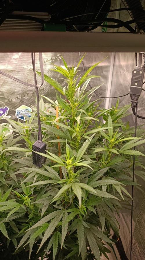 Delimed CBD plus/Sweet CBD  Frambolesco. Week 8