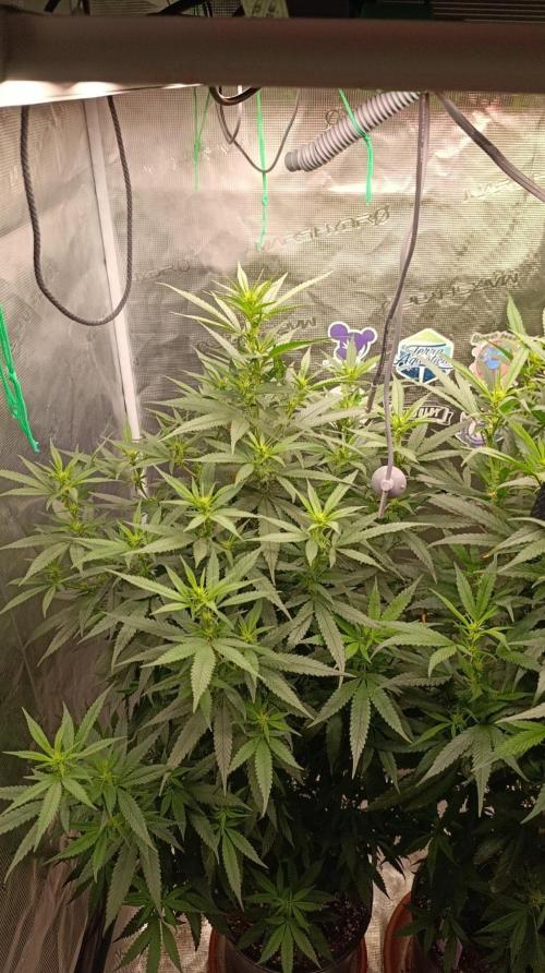 Delimed CBD plus/Sweet CBD  Frambolesco. Week 8