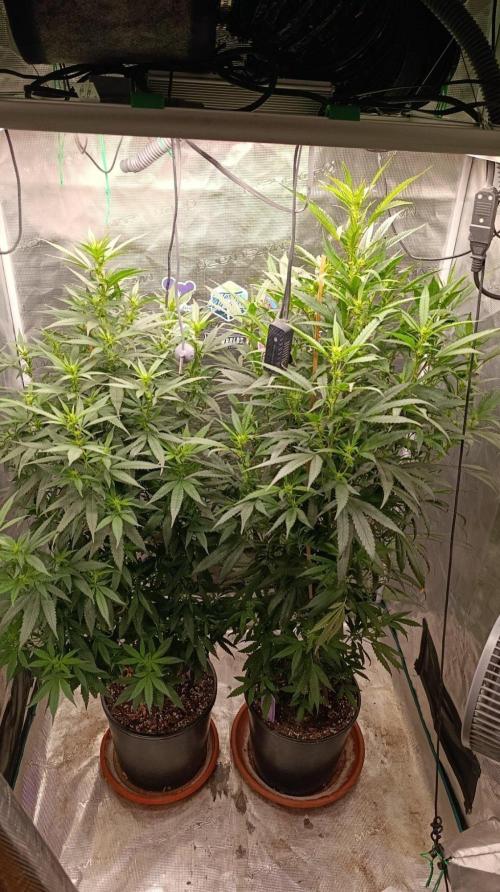Delimed CBD plus/Sweet CBD  Frambolesco. Week 8