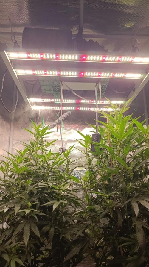 Delimed CBD plus/Sweet CBD  Frambolesco. Week 8
