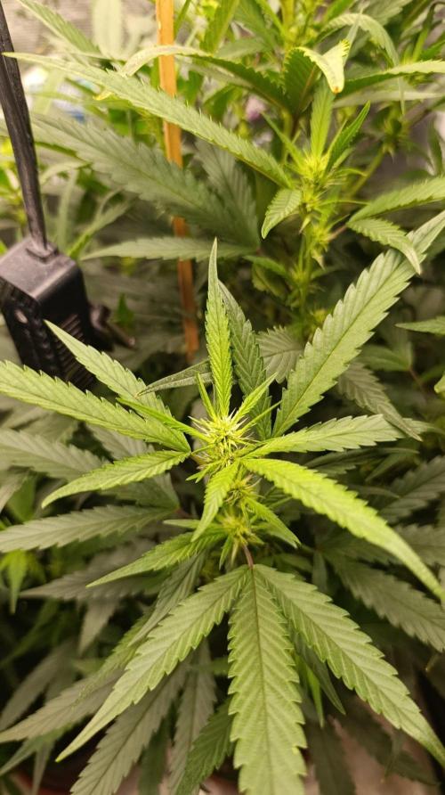 Delimed CBD plus/Sweet CBD  Frambolesco. Week 8