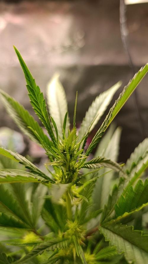 Delimed CBD plus/Sweet CBD  Frambolesco. Week 8