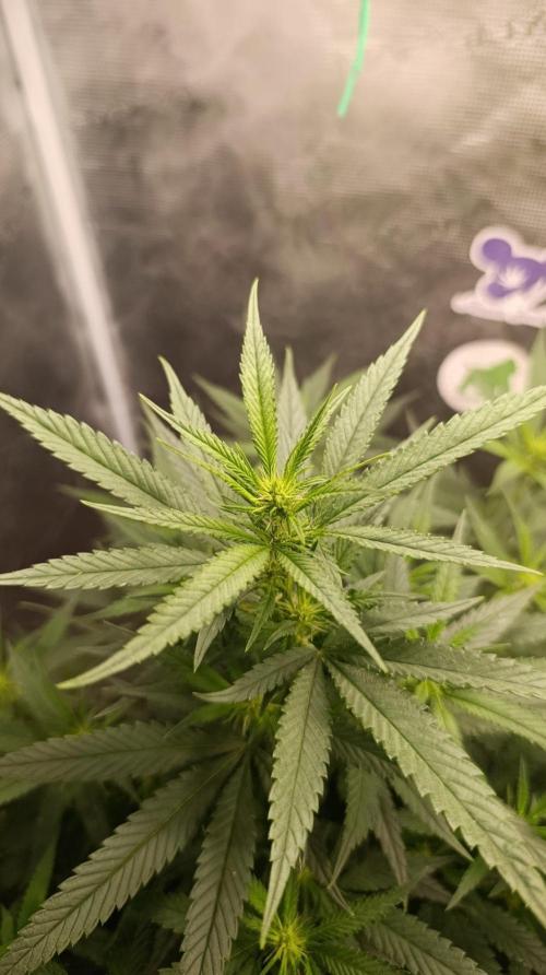 Delimed CBD plus/Sweet CBD  Frambolesco. Week 8