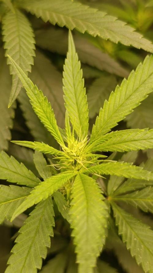 Delimed CBD plus/Sweet CBD  Frambolesco. Week 8