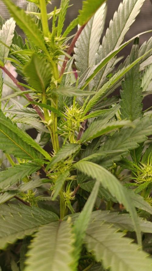 Delimed CBD plus/Sweet CBD  Frambolesco. Week 8