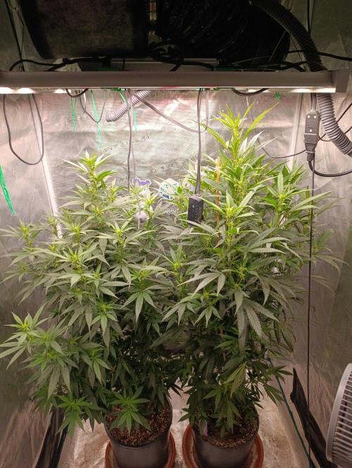 Delimed CBD plus/Sweet CBD  Frambolesco. Week 8