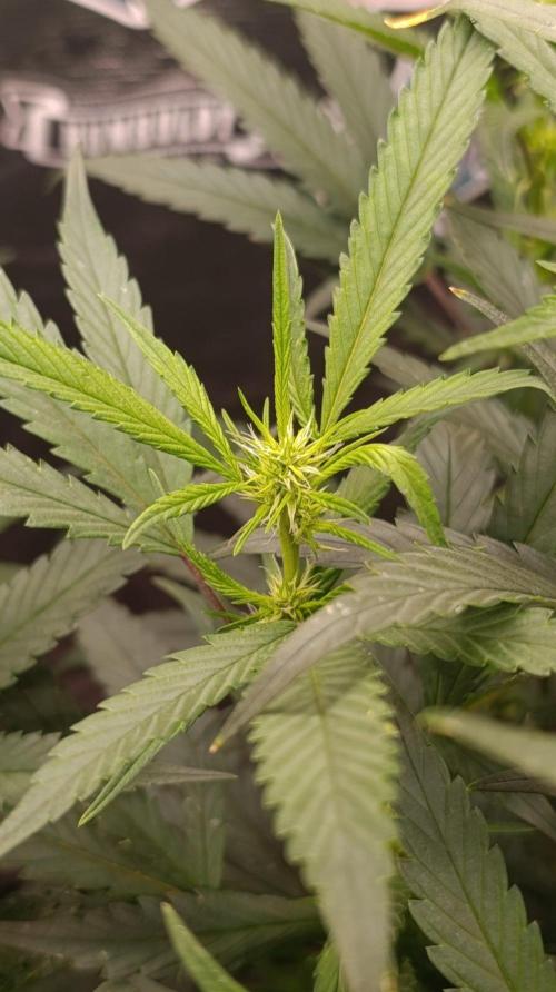Delimed CBD plus/Sweet CBD  Frambolesco. Week 8