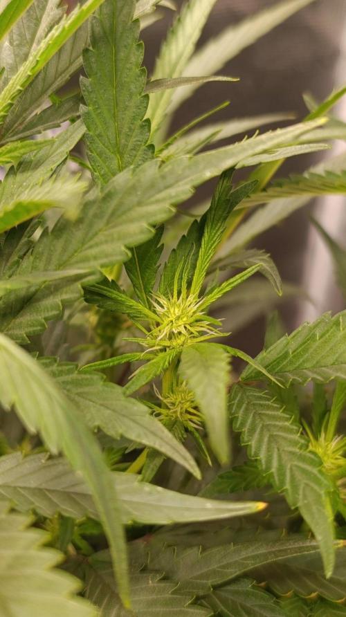 Delimed CBD plus/Sweet CBD  Frambolesco. Week 8