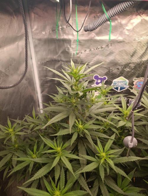 Delimed CBD plus/Sweet CBD  Frambolesco. Week 8