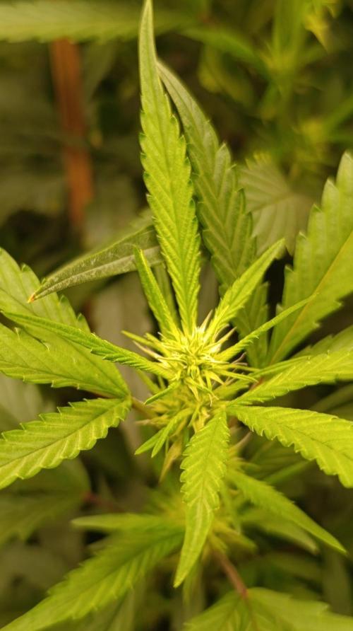 Delimed CBD plus/Sweet CBD  Frambolesco. Week 8