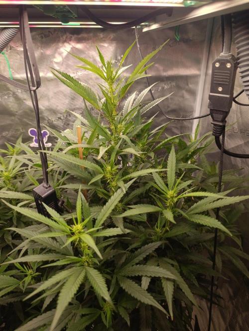 Delimed CBD plus/Sweet CBD  Frambolesco. Week 8