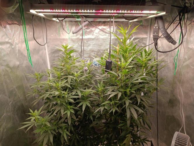 Delimed CBD plus/Sweet CBD  Frambolesco. Week 8