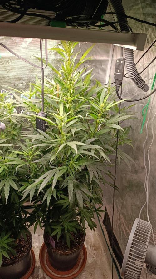 Delimed CBD plus/Sweet CBD  Frambolesco. Week 8