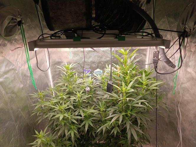 Delimed CBD plus/Sweet CBD  Frambolesco. Week 8