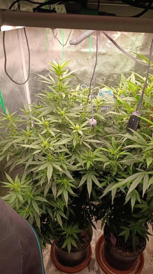 Delimed CBD plus/Sweet CBD  Frambolesco. Week 8