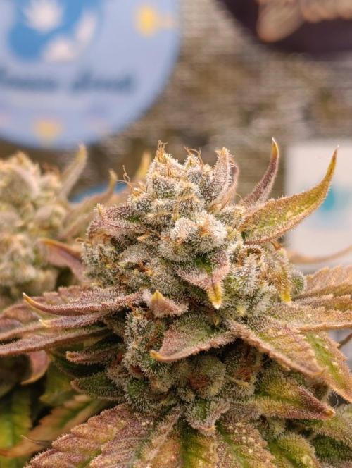 Melonade Runtz / Dutch passion. Week 12
